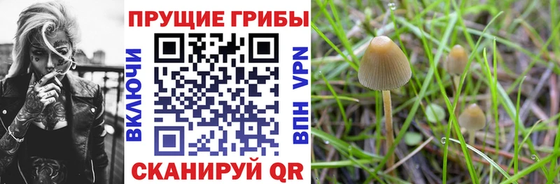 Галлюциногенные грибы мицелий  Буйнакск 